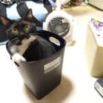 コレ、結構良いかも！！