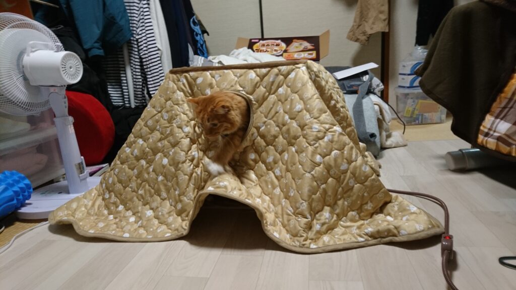 猫用2階建てコタツ。買っちゃった。