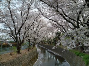 小さな川の両岸が桜並木