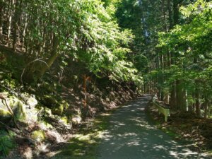 林道湯之奥猪之頭線。木陰が多くて涼しいので大好き。