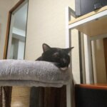 猫憲法 お正月はいつまでかについて