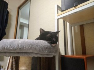 猫憲法 お正月はいつまでかについて