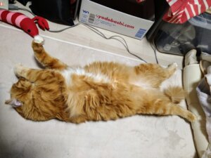猫憲法お正月について