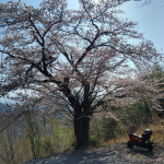 急な坂の途中に、とても見事な桜の木がありました。