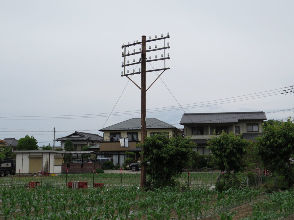 ここからズームで寄って撮ってみますよ。