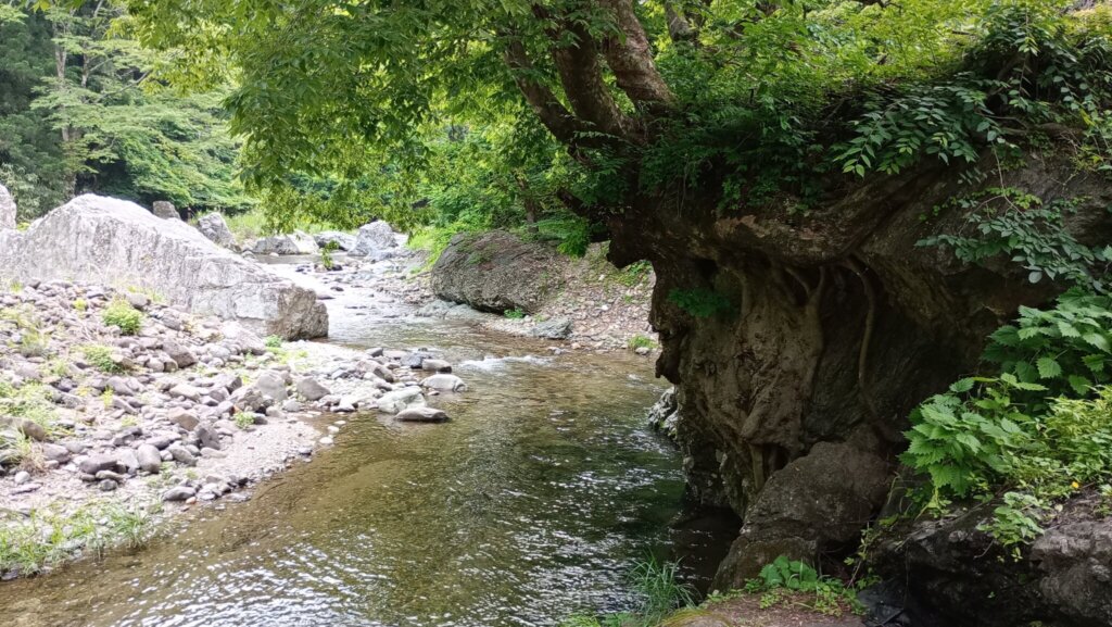 集落の傍を流れる川。恐ろしい程の水の綺麗さ。