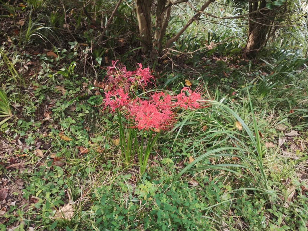 彼岸花を見て気持ちだけでも休憩